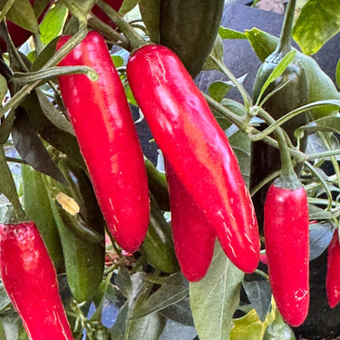 Devil Serrano - Seeds - The Pepper Pantry (Formerly Marie Sharp's)